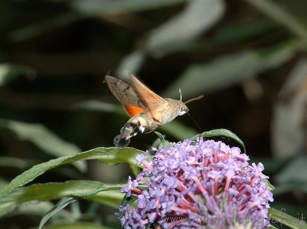 Cadrezzate (Varese) - Macroglossum stellatarum volo presso fiori di Buddleja